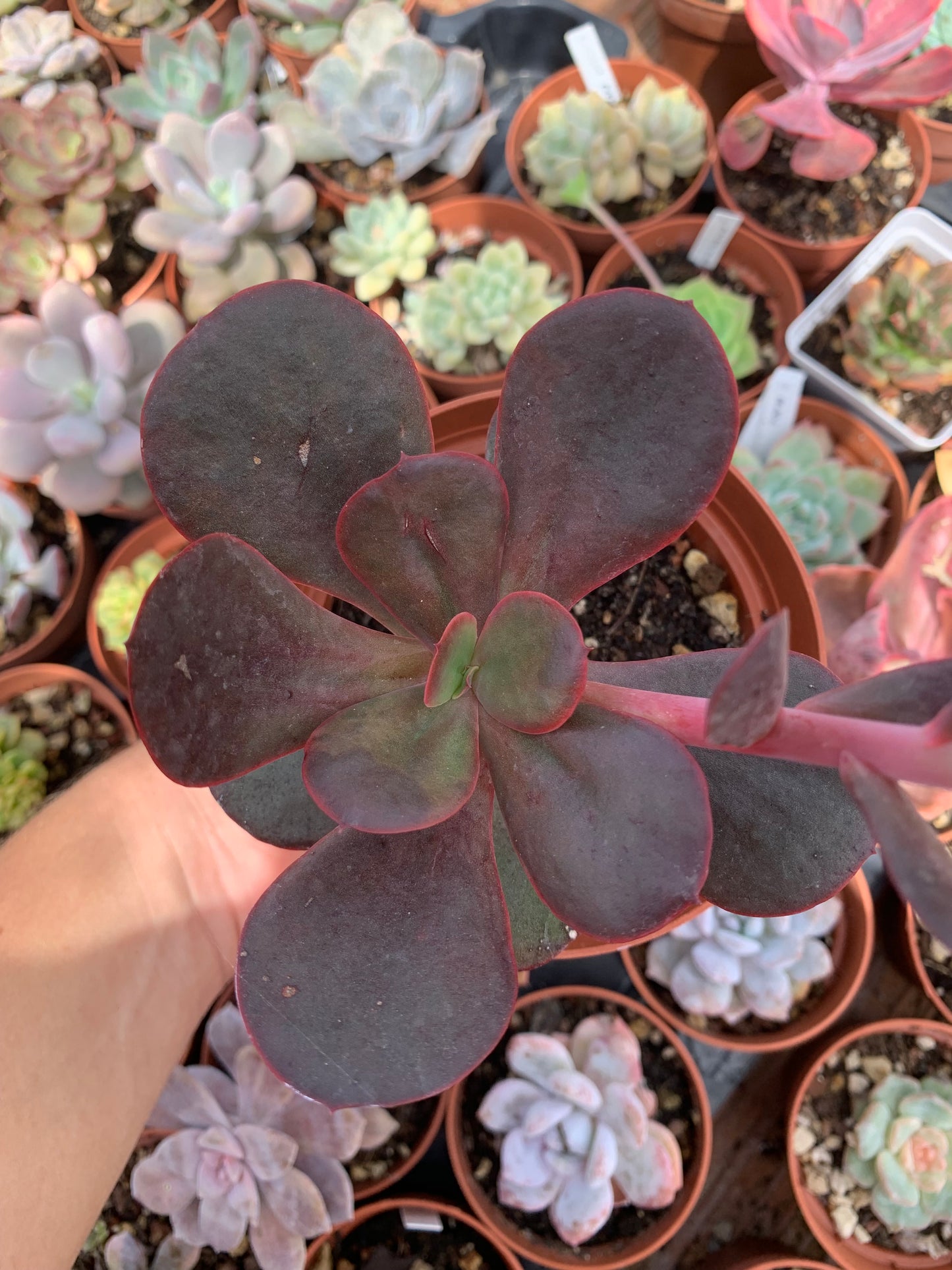 Echeveria "Prima Donna" variegada Korean low variegated