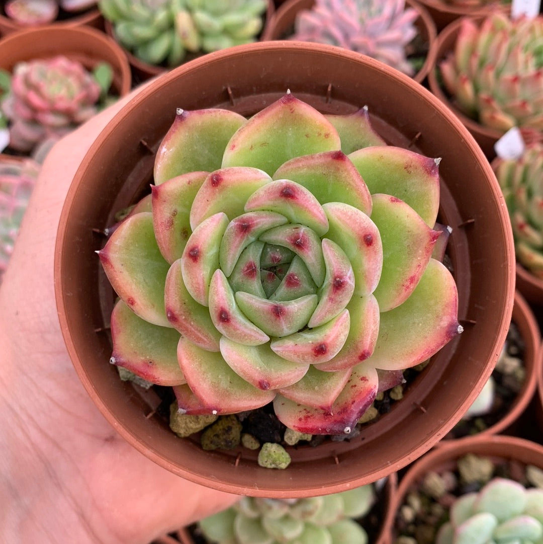 Echeveria „Caesar“