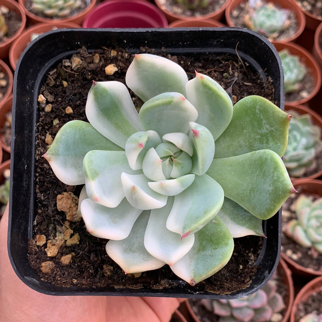 Echeveria chihuahuensis