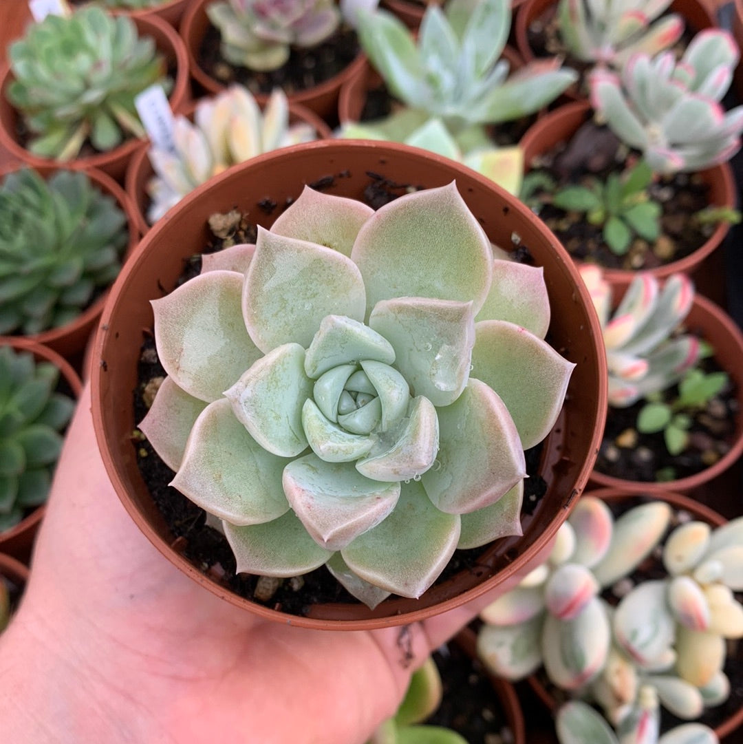 Echeveria  "pink spot"