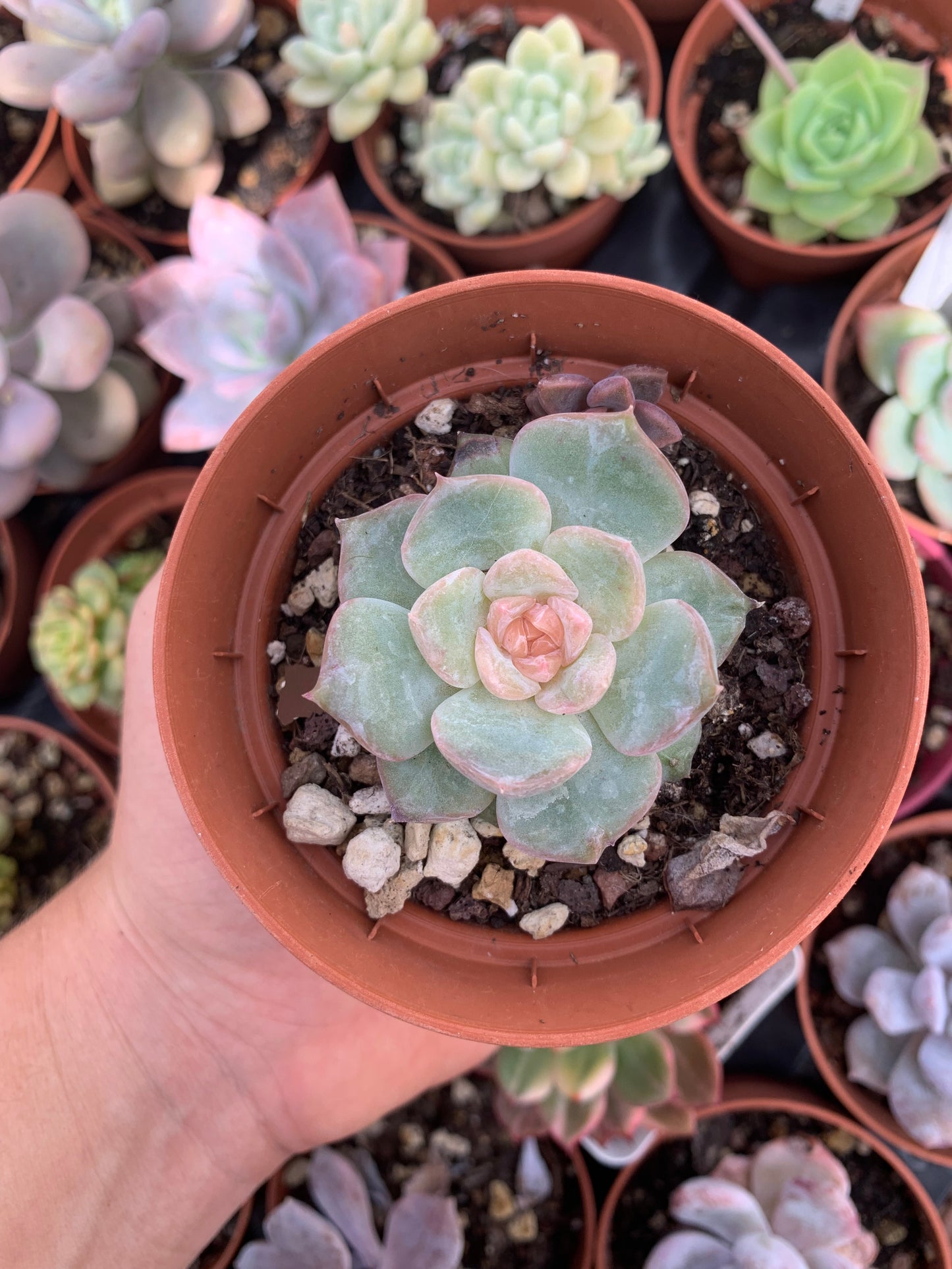 Echeveria "Blasoming" Korean