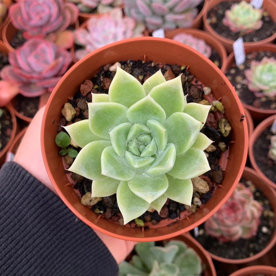 Echeveria "Sugar Heart Velvet"