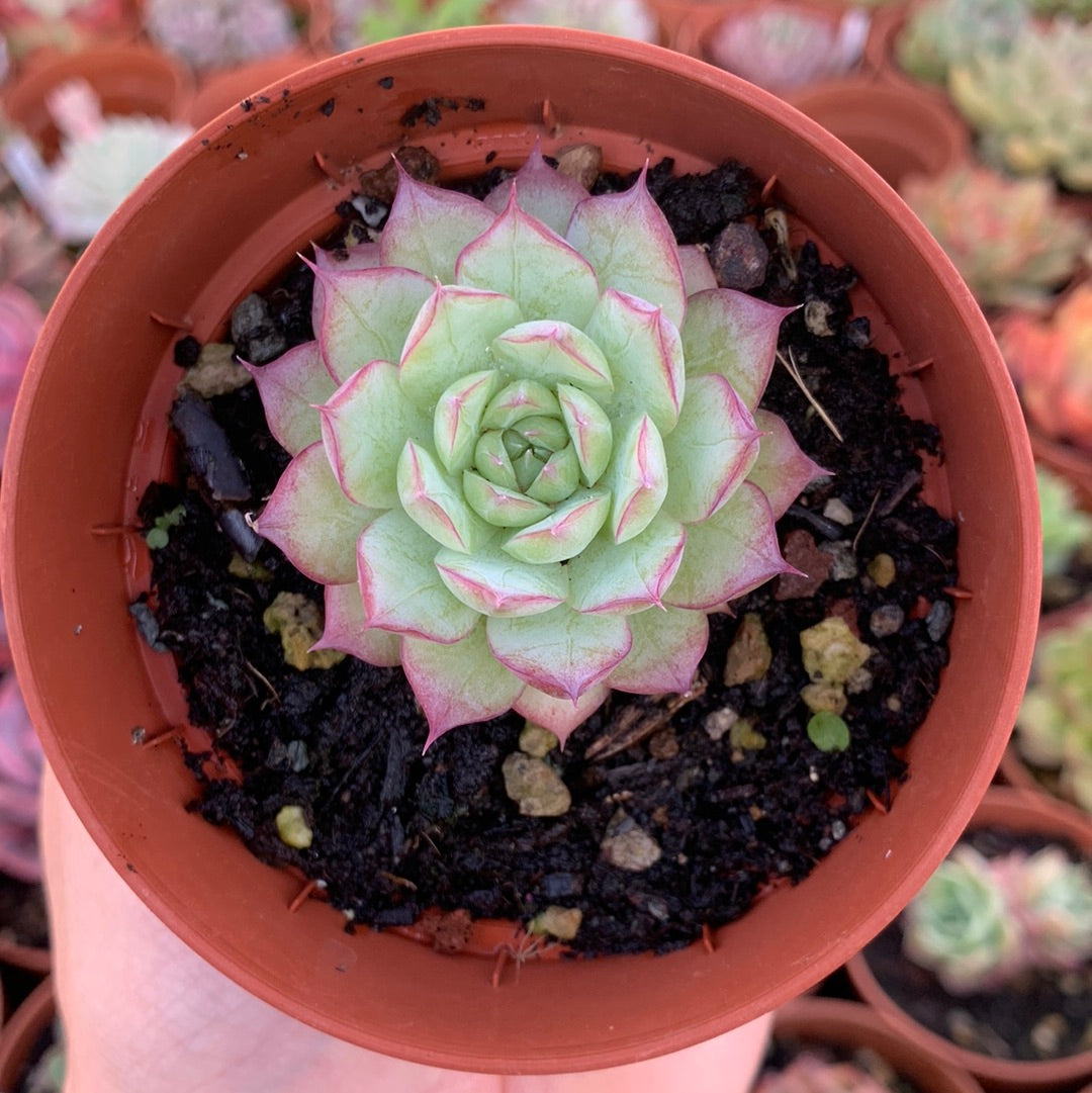 Echeveria "LineQueen"