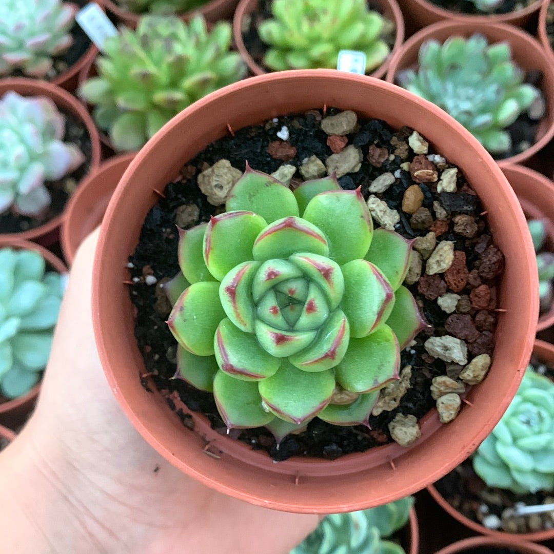 Echeveria "Moon Stone"