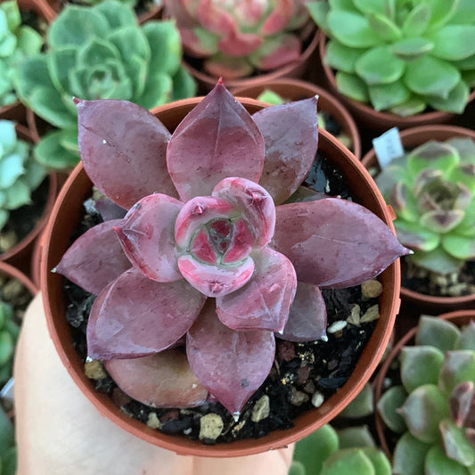 Echeveria "Red Bat"