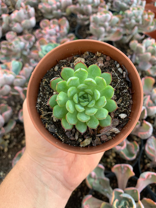 Echeveria "Puli-lindsayana"