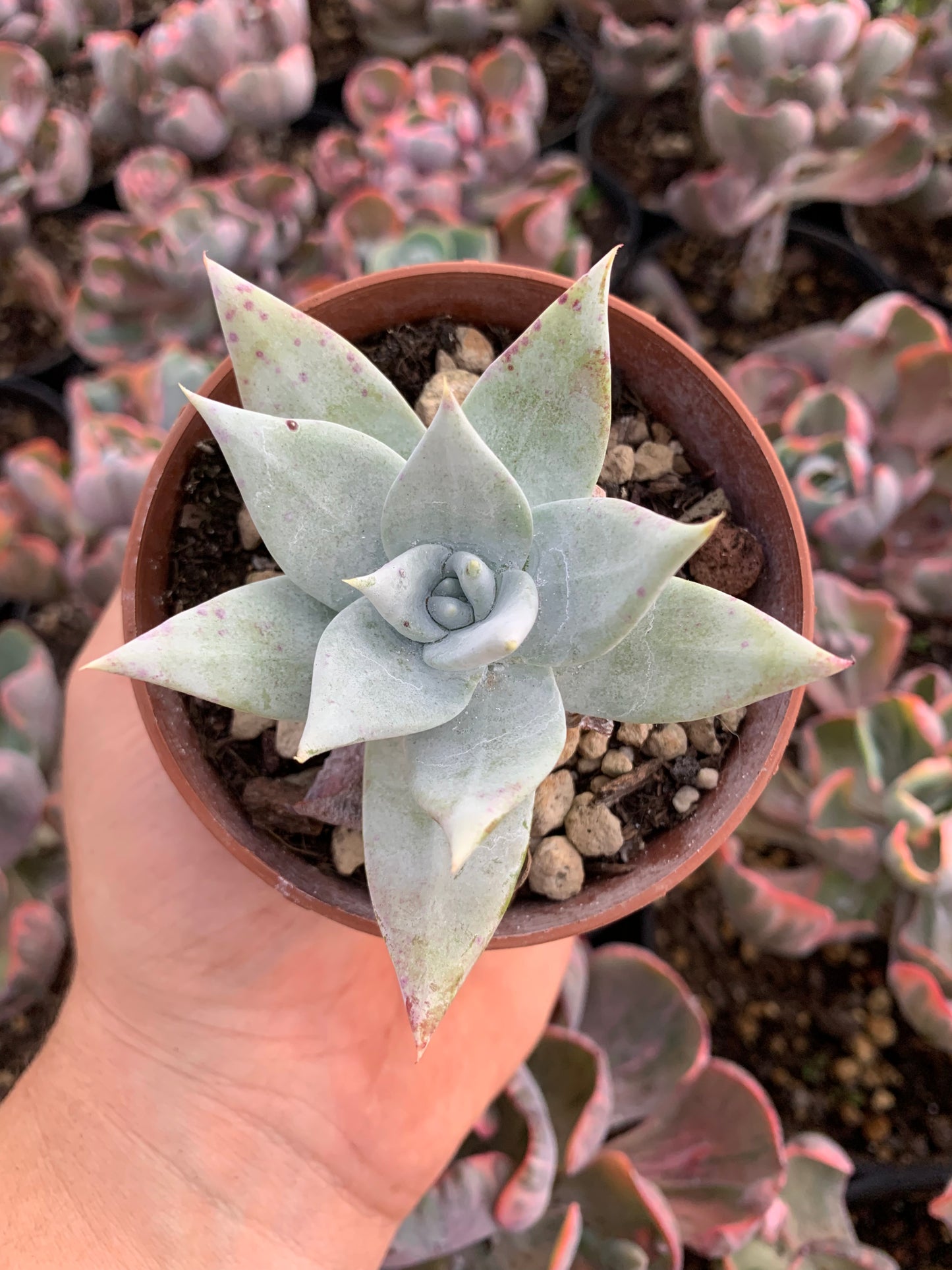 Dudleya pachyphytum