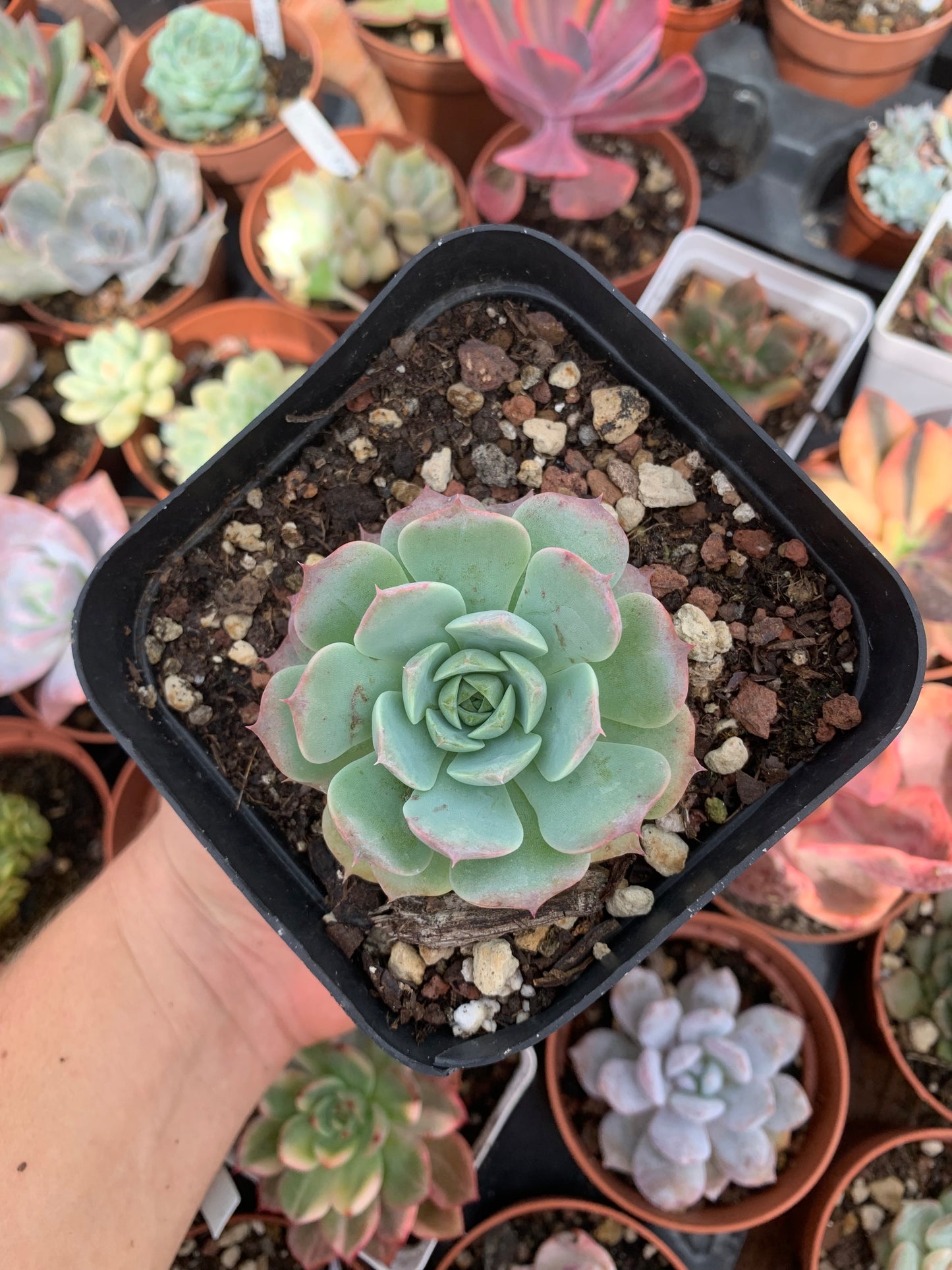 Echeveria "love waves" (E. hyalina hybrid selected) Korean by ChangHee