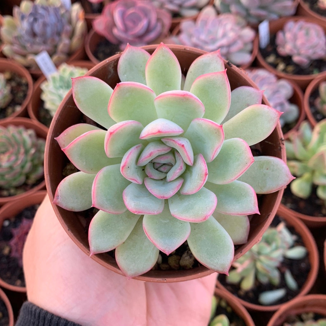 Echeveria "Minuet" Korean