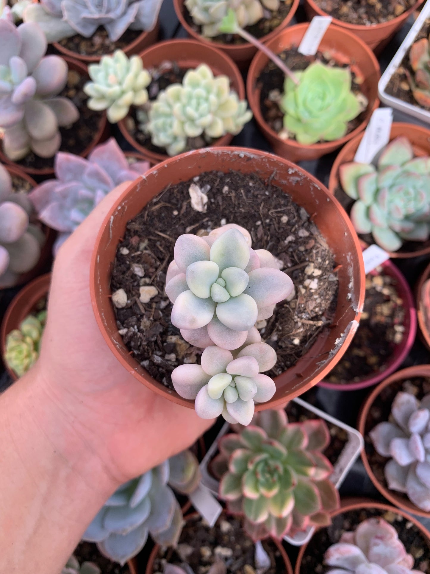 Graptopetalum "Ellen" variegado Korean