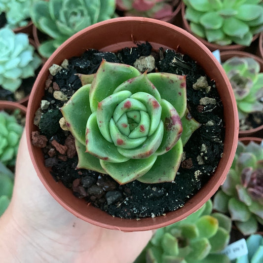 Echeveria "Stella" Korean