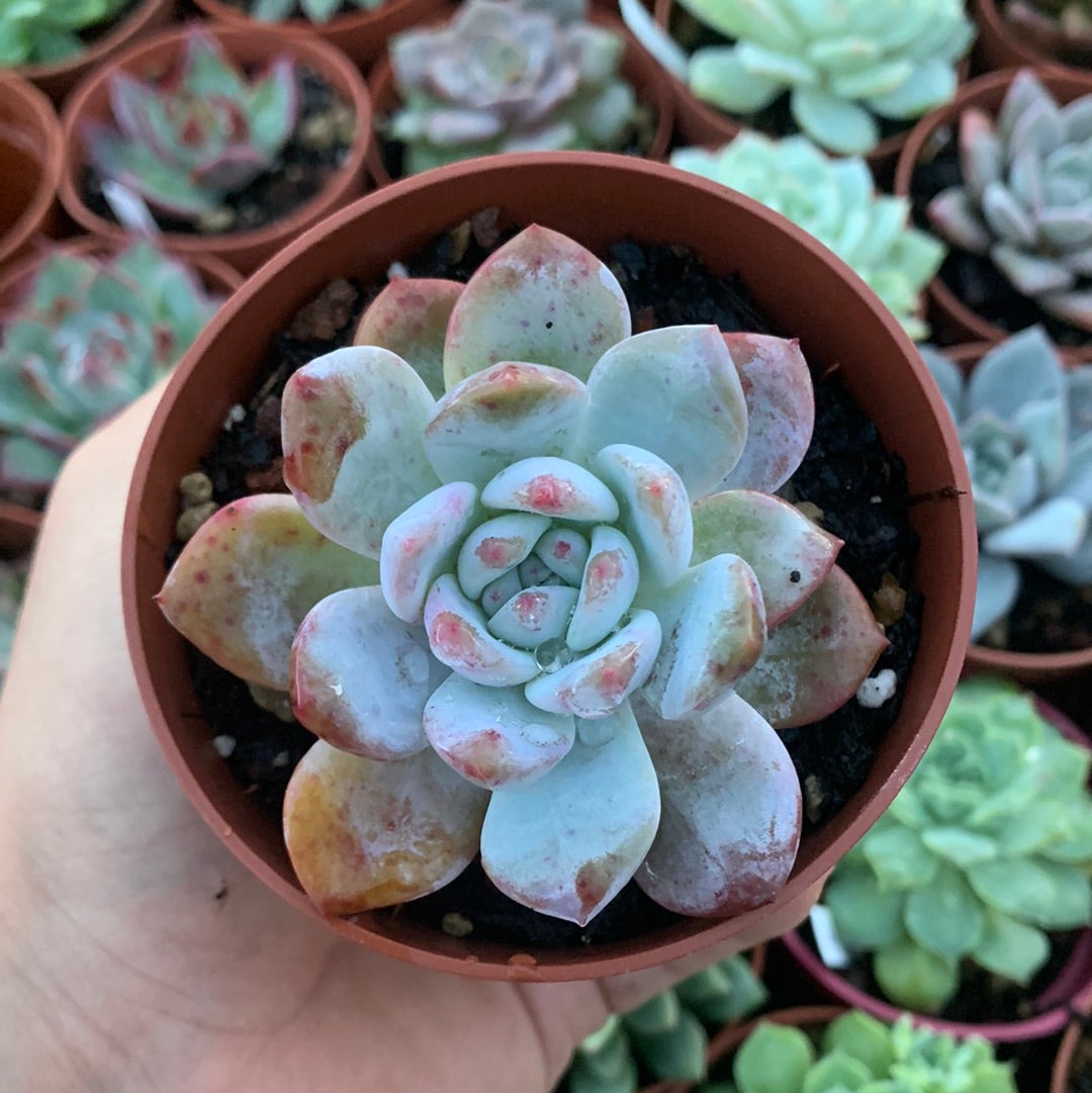 Echeveria "monroe" korea