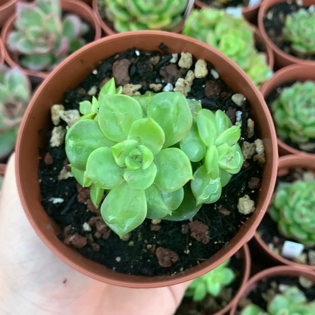 Echeveria "Nuda"