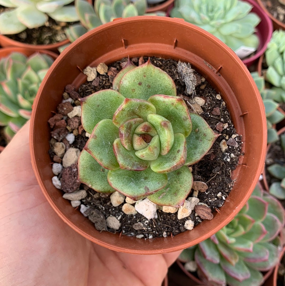 Echeveria "Reliya"