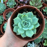 Echeveria "silhouette" Korean by Chang Won farm