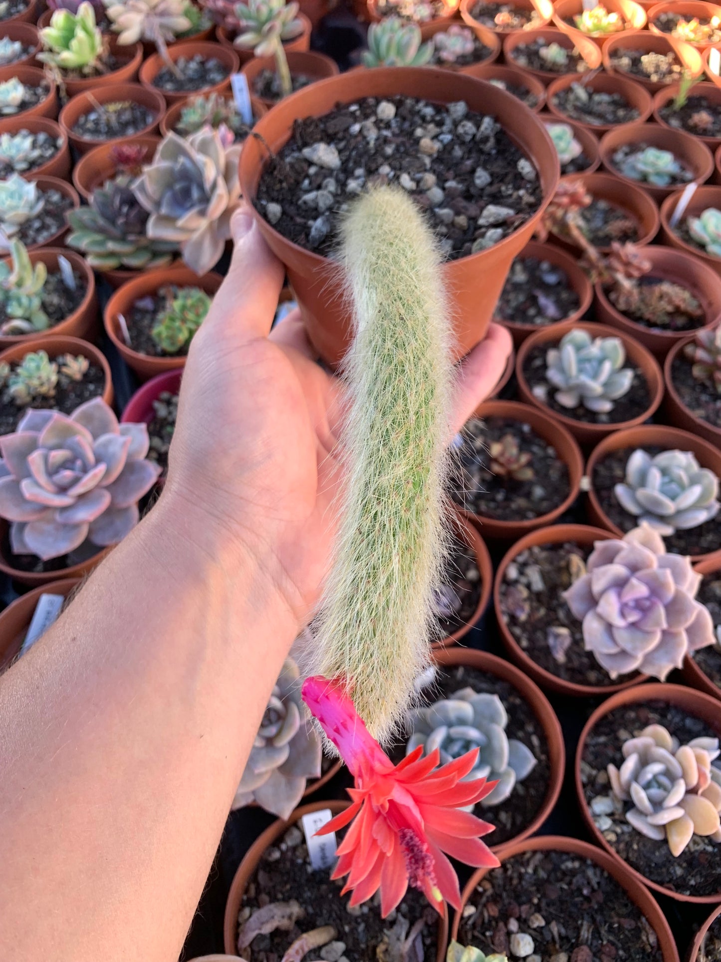 Hildewintera colademononis (Affenschwanz), 20 cm großer Steckling mit Wurzel.