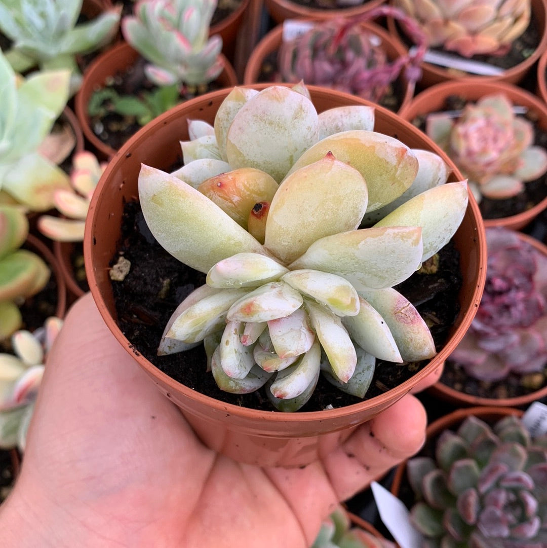 Echeveria  "chang e"