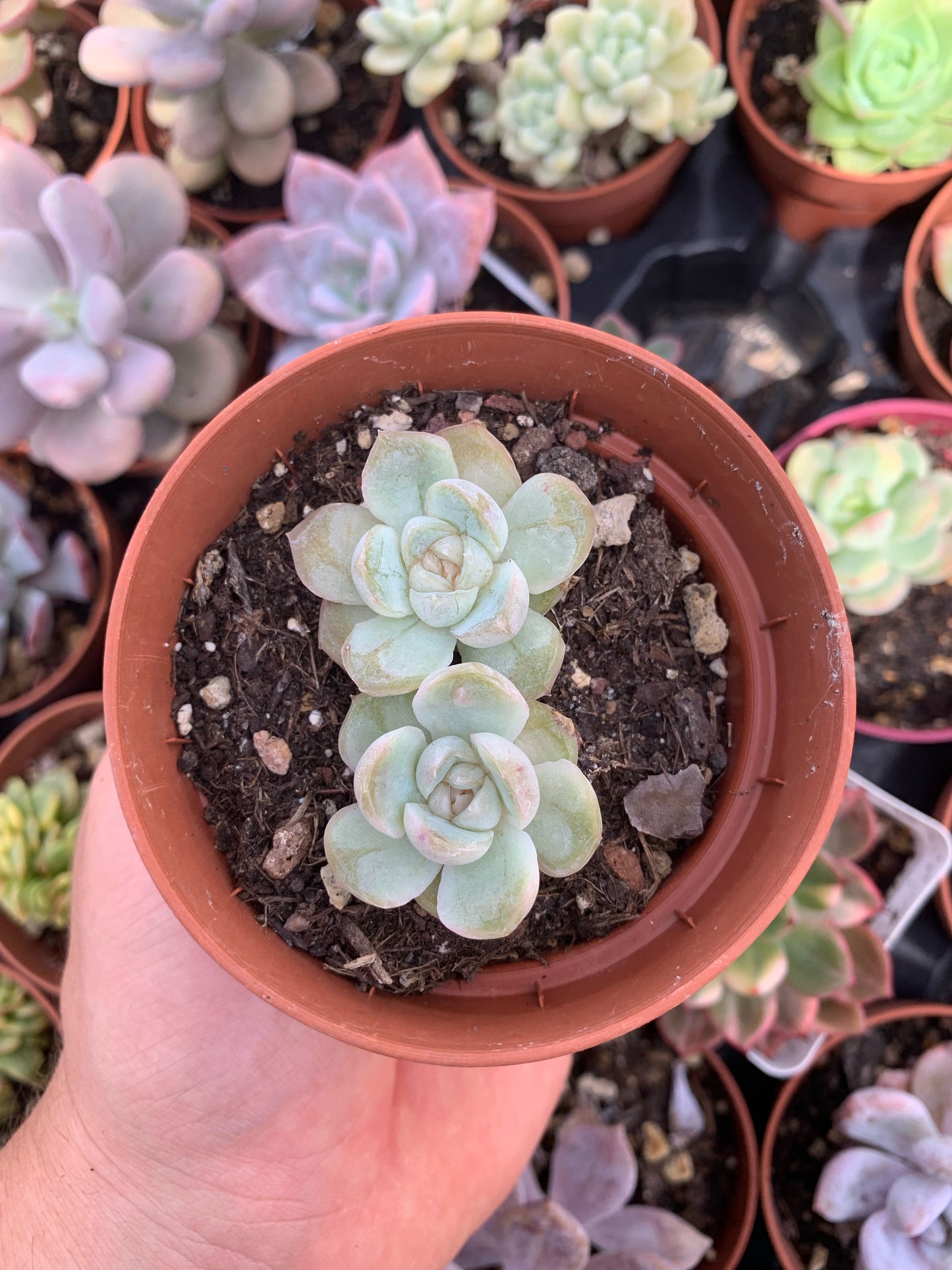 Echeveria "Coconut Latte"