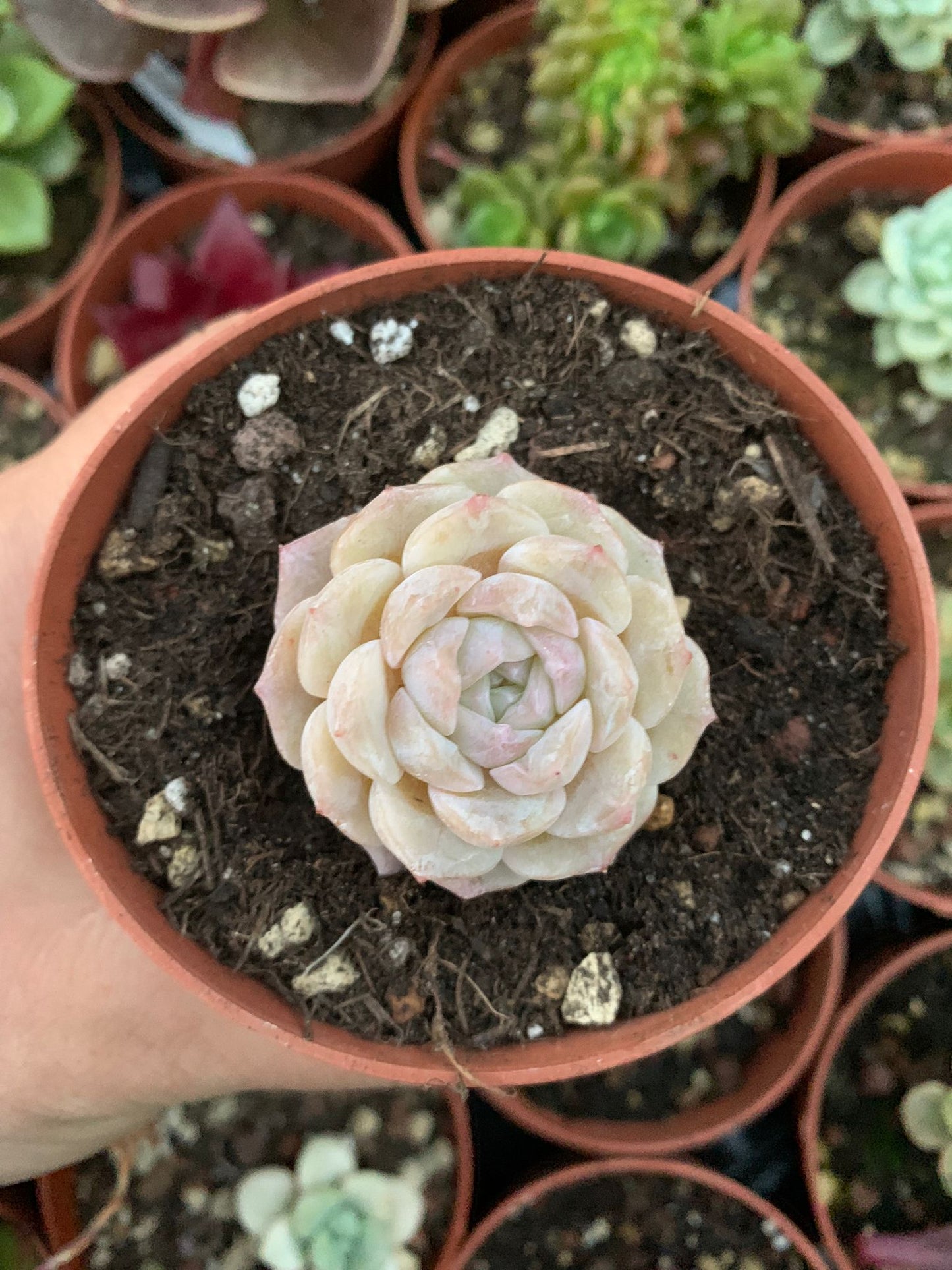 Echeveria "Pure Love" (E. laui x E. hyalina) Korean by ChangHee