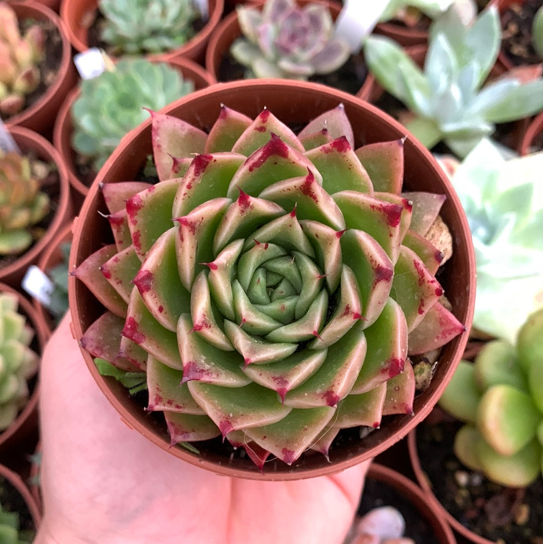 Echeveria "Black Rose"