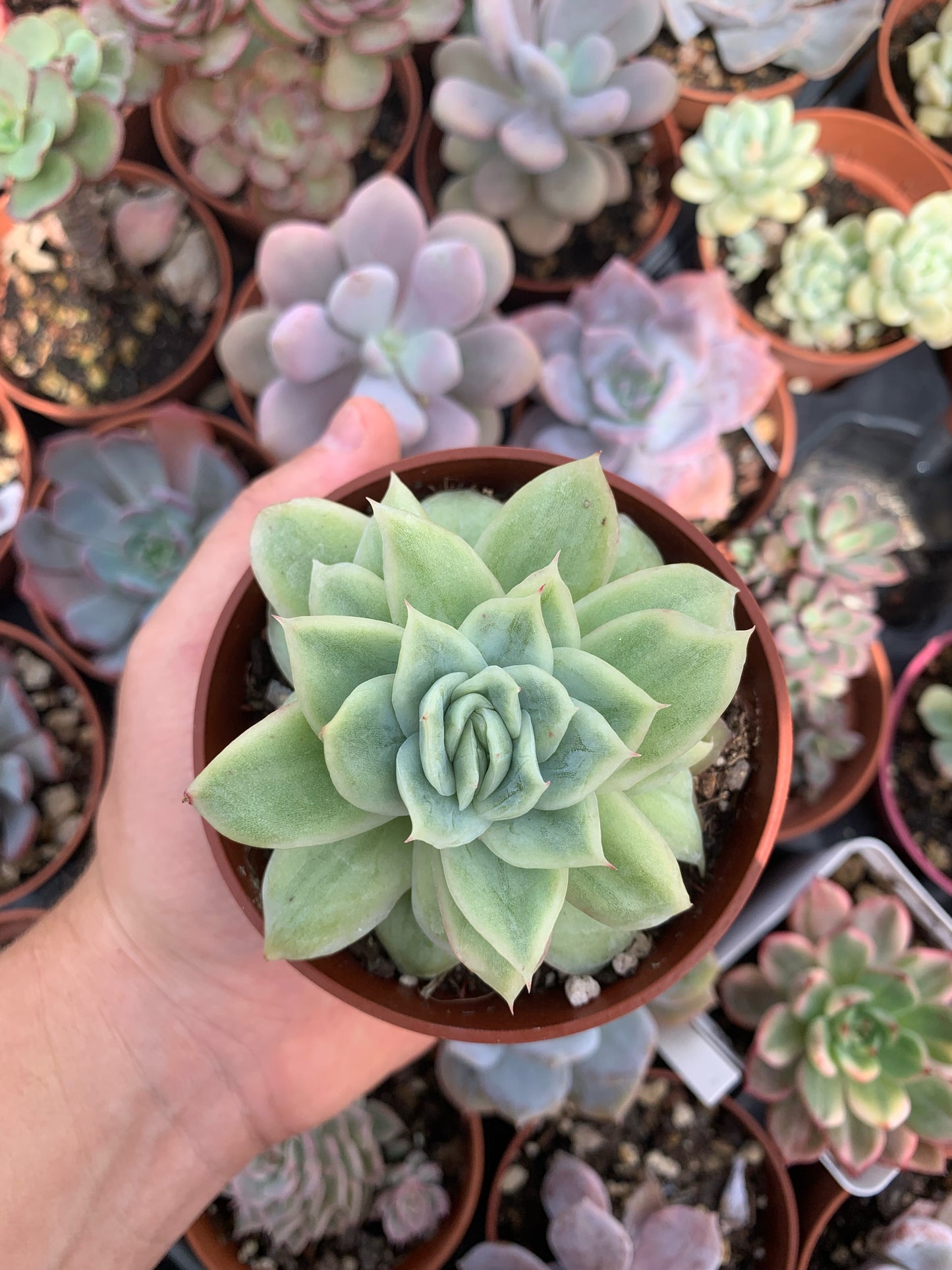 Echeveria  "Cherry Blossom"