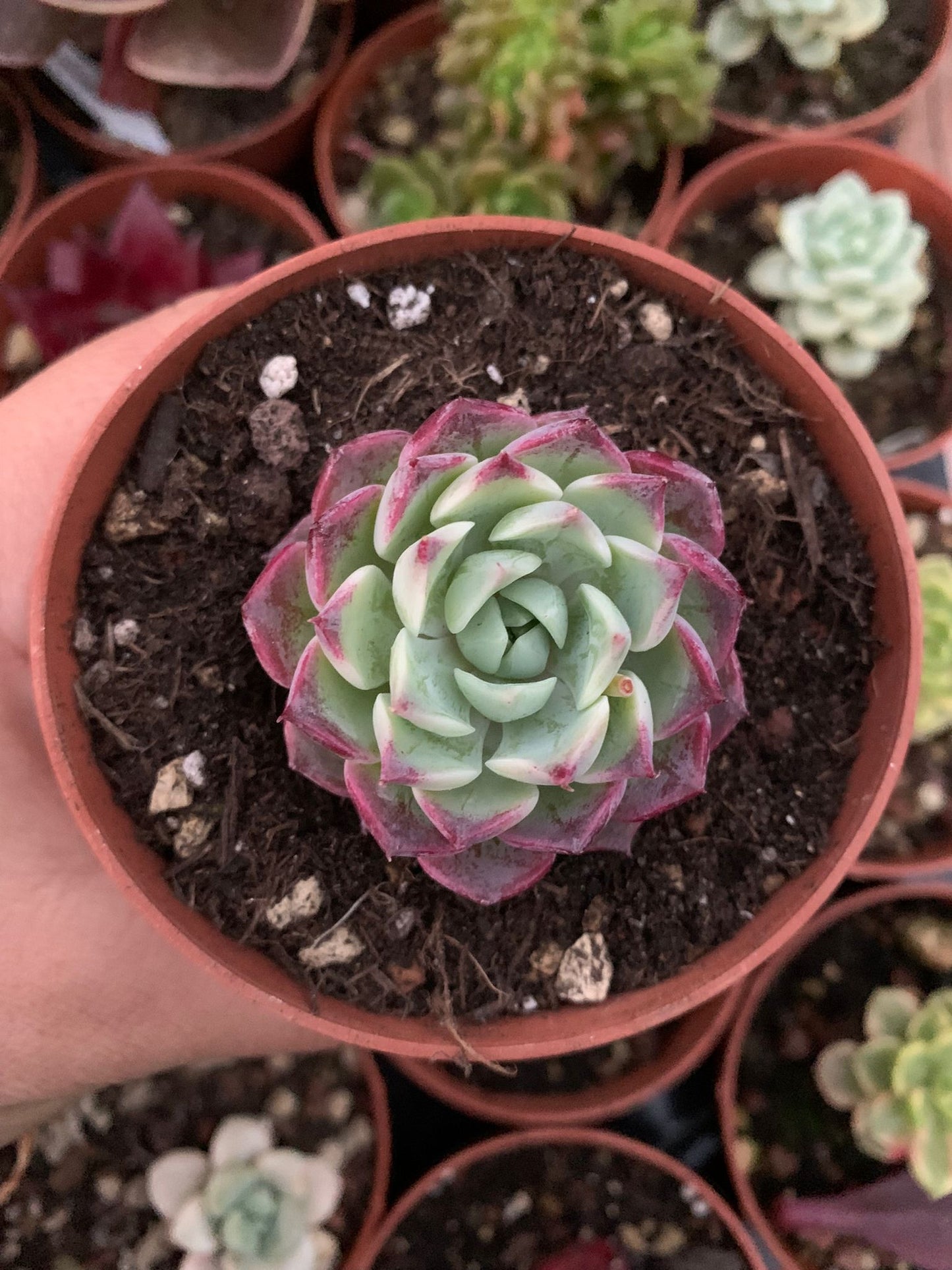 Echeveria "Red Cat"  (E. hyalina x E. sarahime) Korean by ChangHee