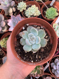 Echeveria "Coconut Latte"