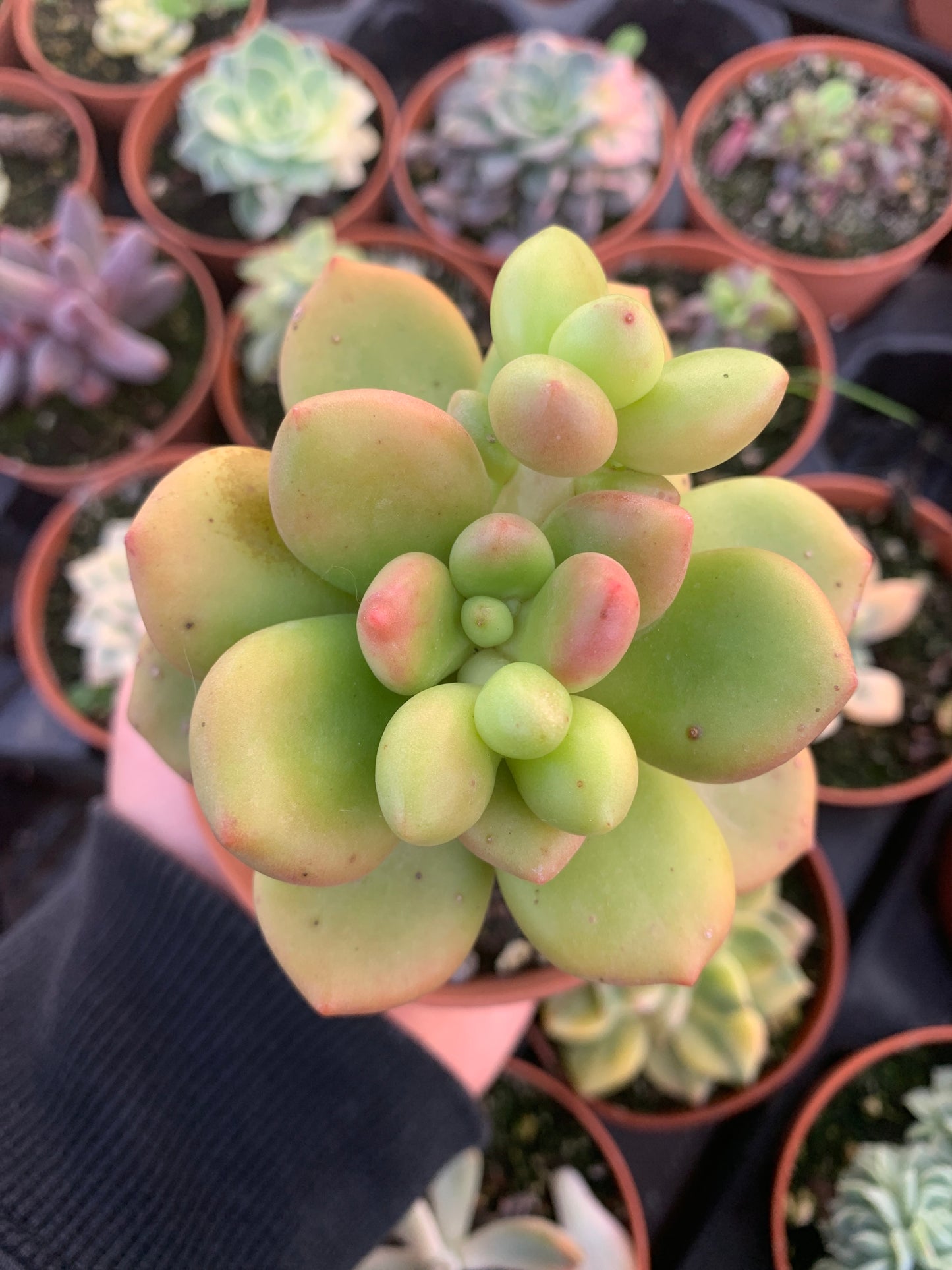 Cremneria "Chubbs" (Cremnophila linguifolia x Echeveria setosa var. ciliata.)