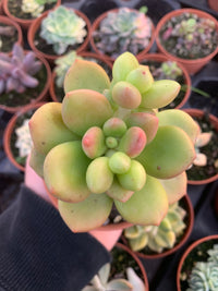 Cremneria "Chubbs" (Cremnophila linguifolia x Echeveria setosa var. ciliata.)