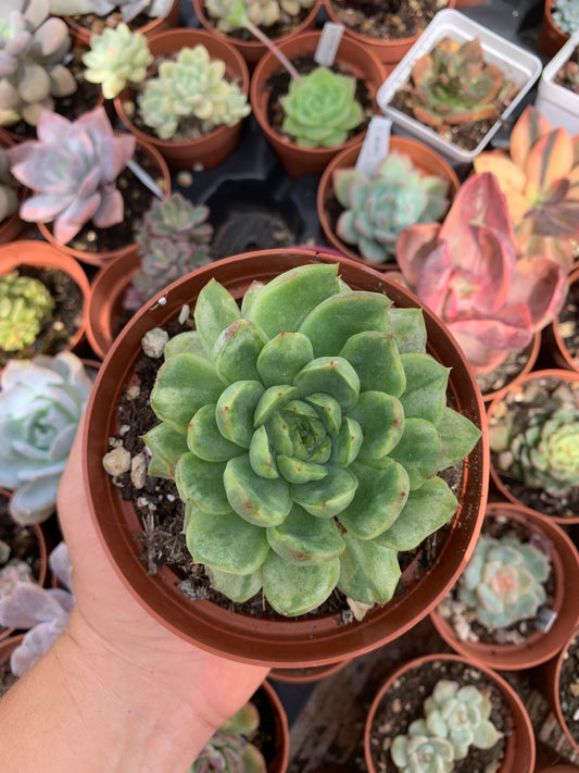 Echeveria  "Ice Angel" variegada