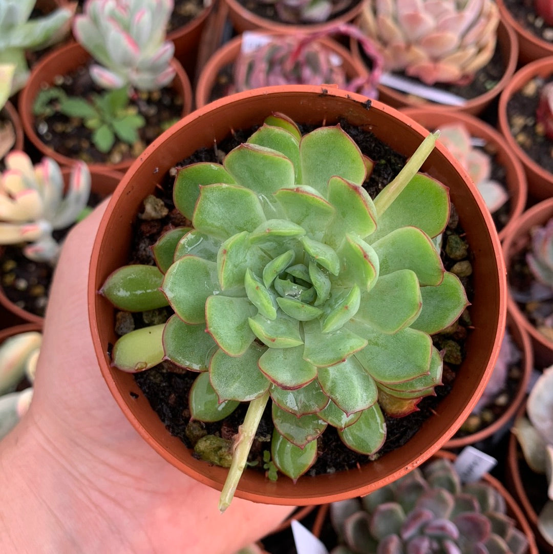 Echeveria  "dram rose"