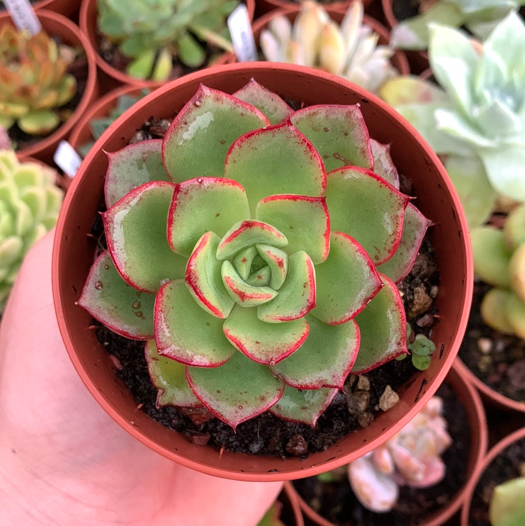 Echeveria "Black Rose"