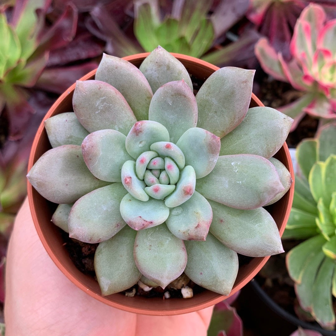 Echeveria "Ariel" (E. "Champagne x E. laui)