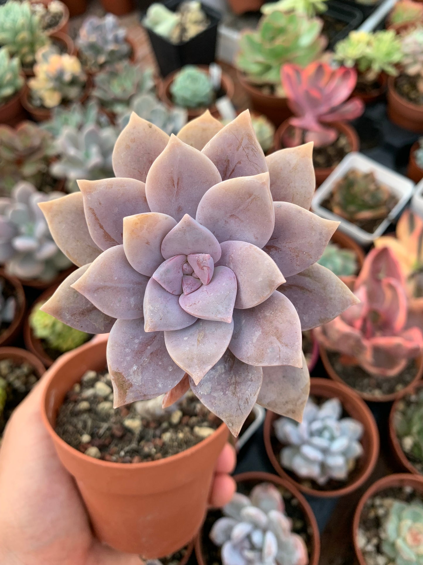 Graptopetalum "Superbum"