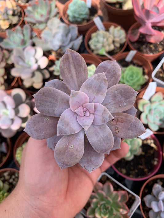 Graptopetalum ''superbum'' variegado korea