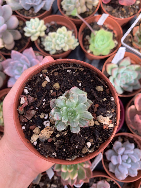 Echeveria "Olivia" silver variegada Korean