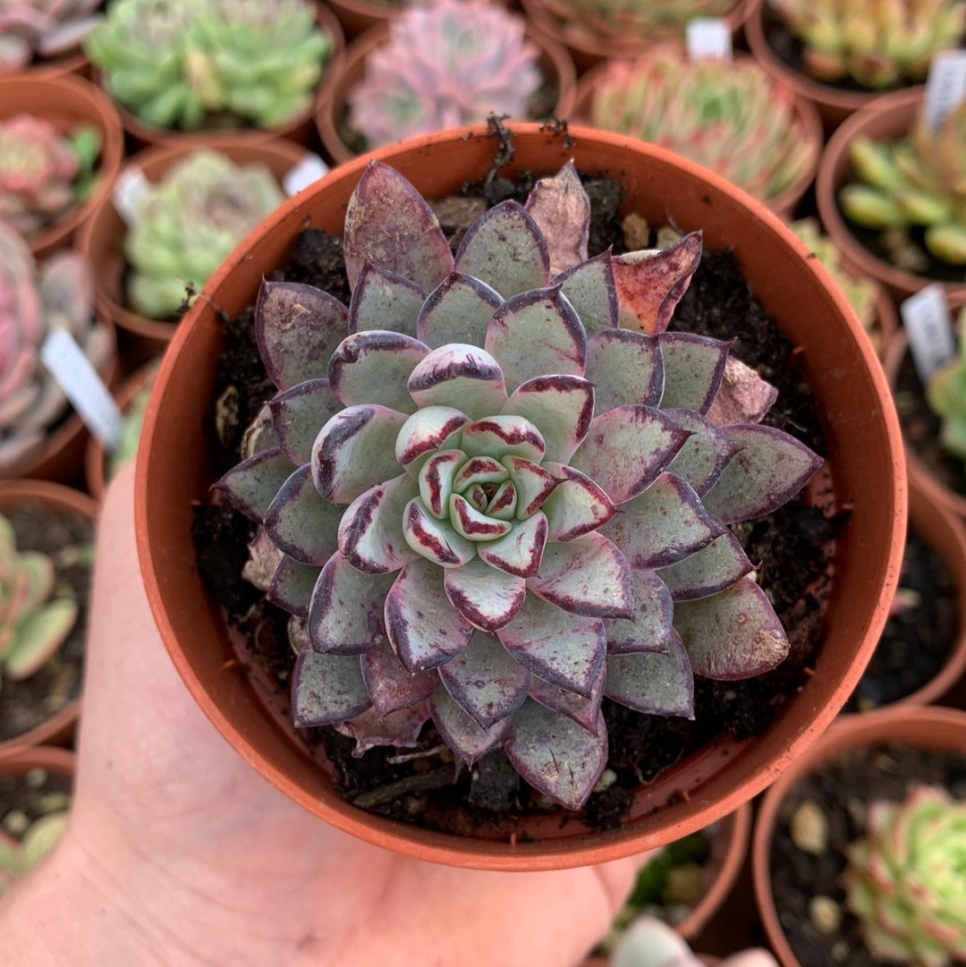 Echeveria "Punita"