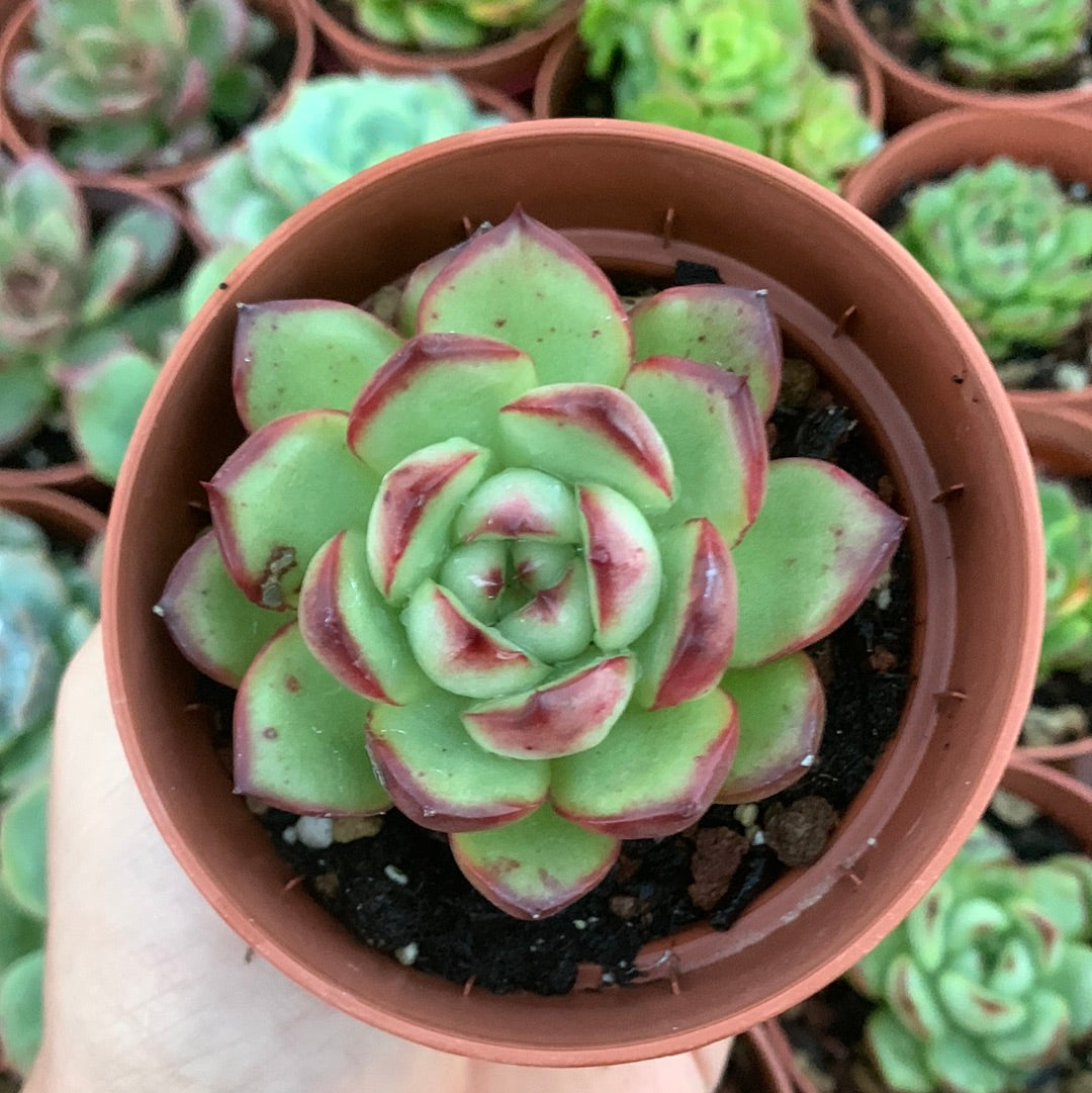 Echeveria "mont blanc" Korean by Chang Won farm