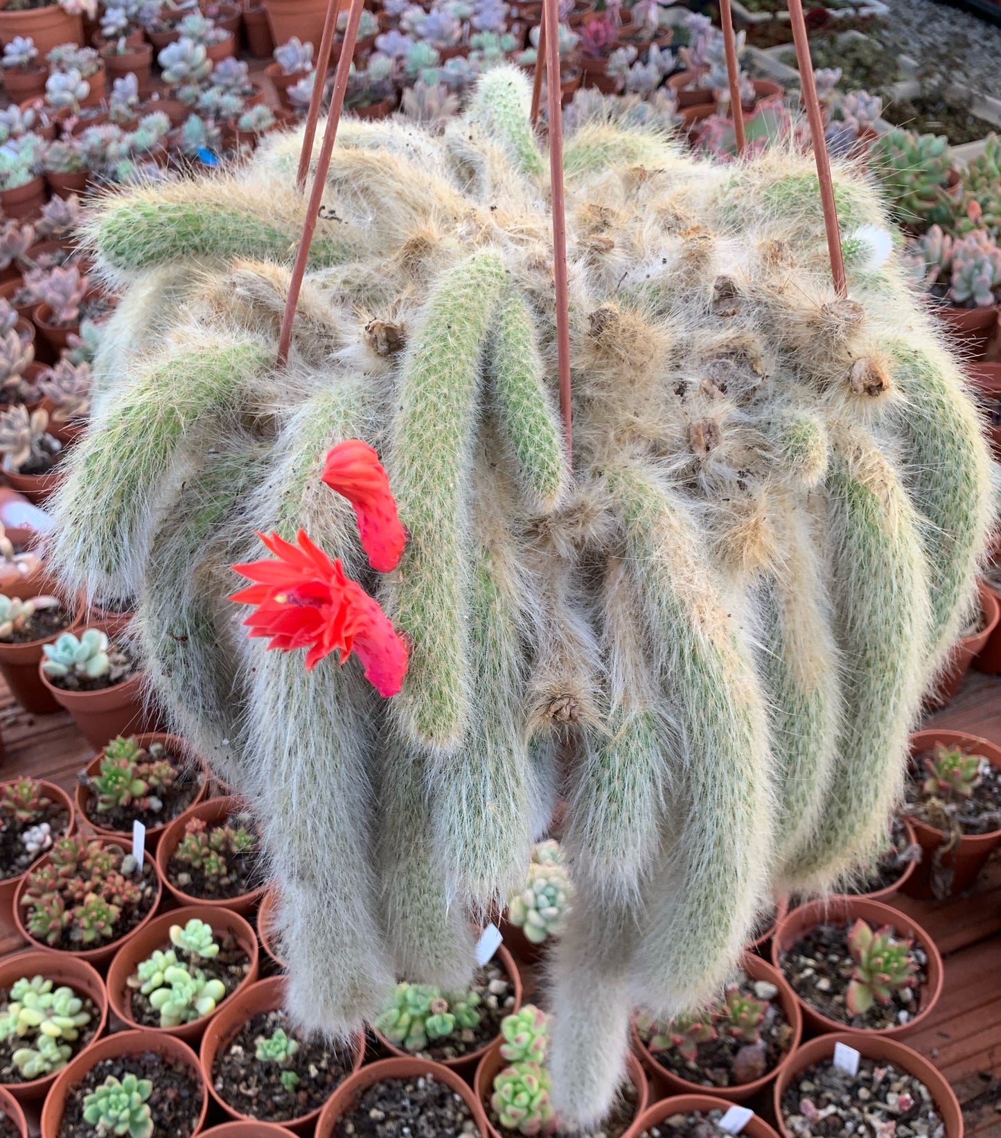 Hildewintera colademononis (cola de mono) , esqueje de 20cm con raíz.