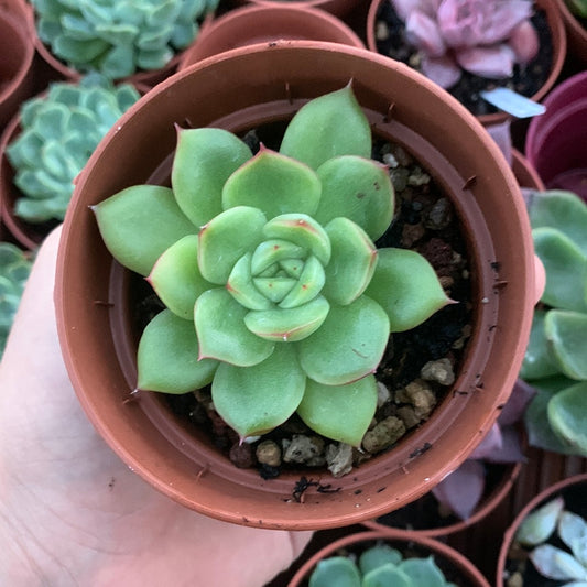 Echeveria "Rhapsody"