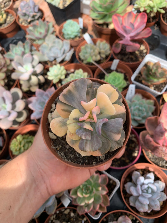 Echeveria "Cubic Frost" variegada