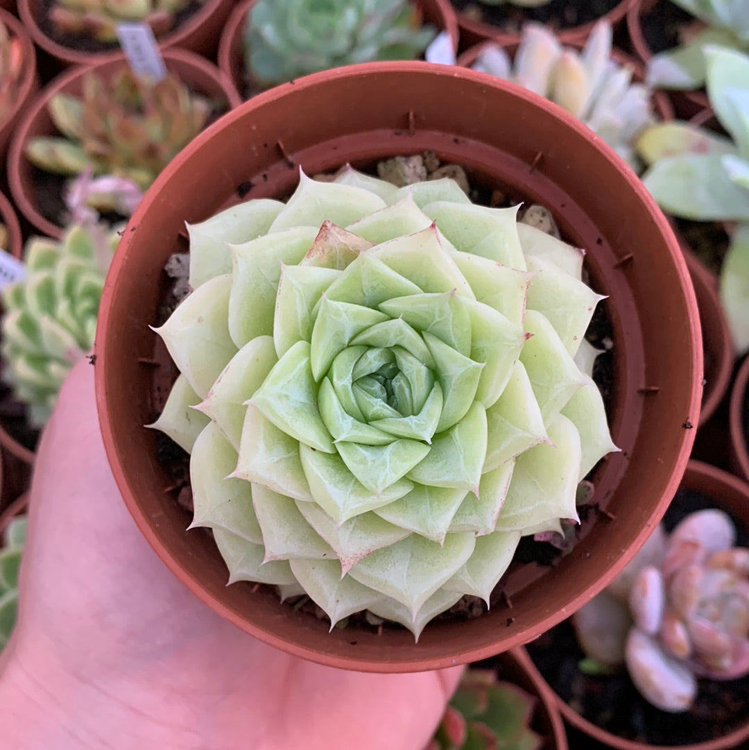 Echeveria "Rosa Negra"