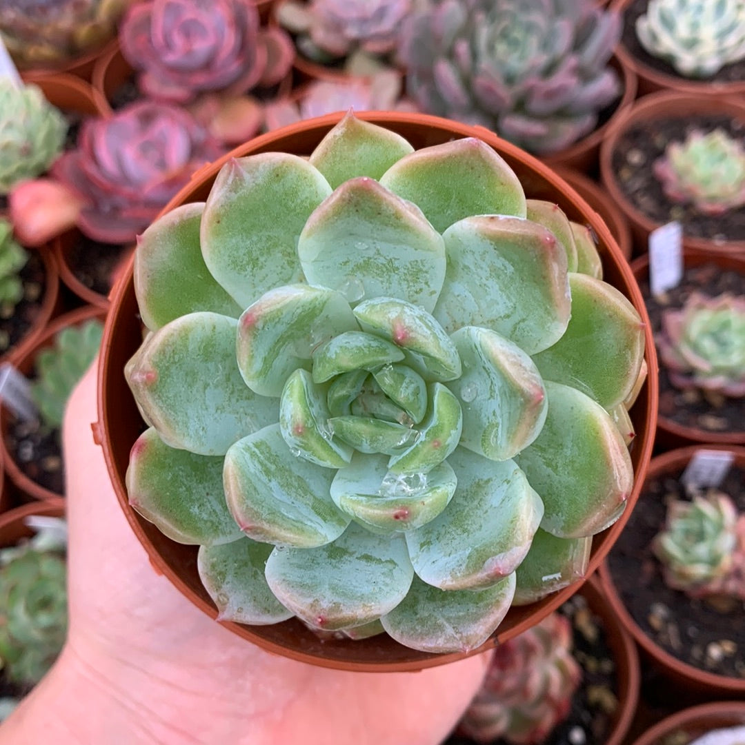 Echeveria "Ice Grape"