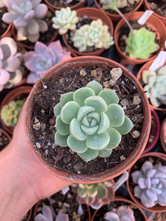 Echeveria "Barbie"