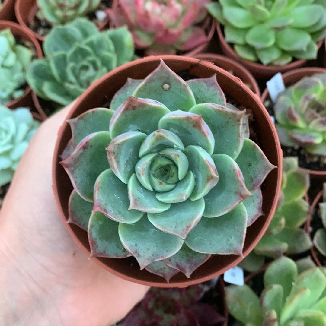 Echeveria "Sea Ming" Korean