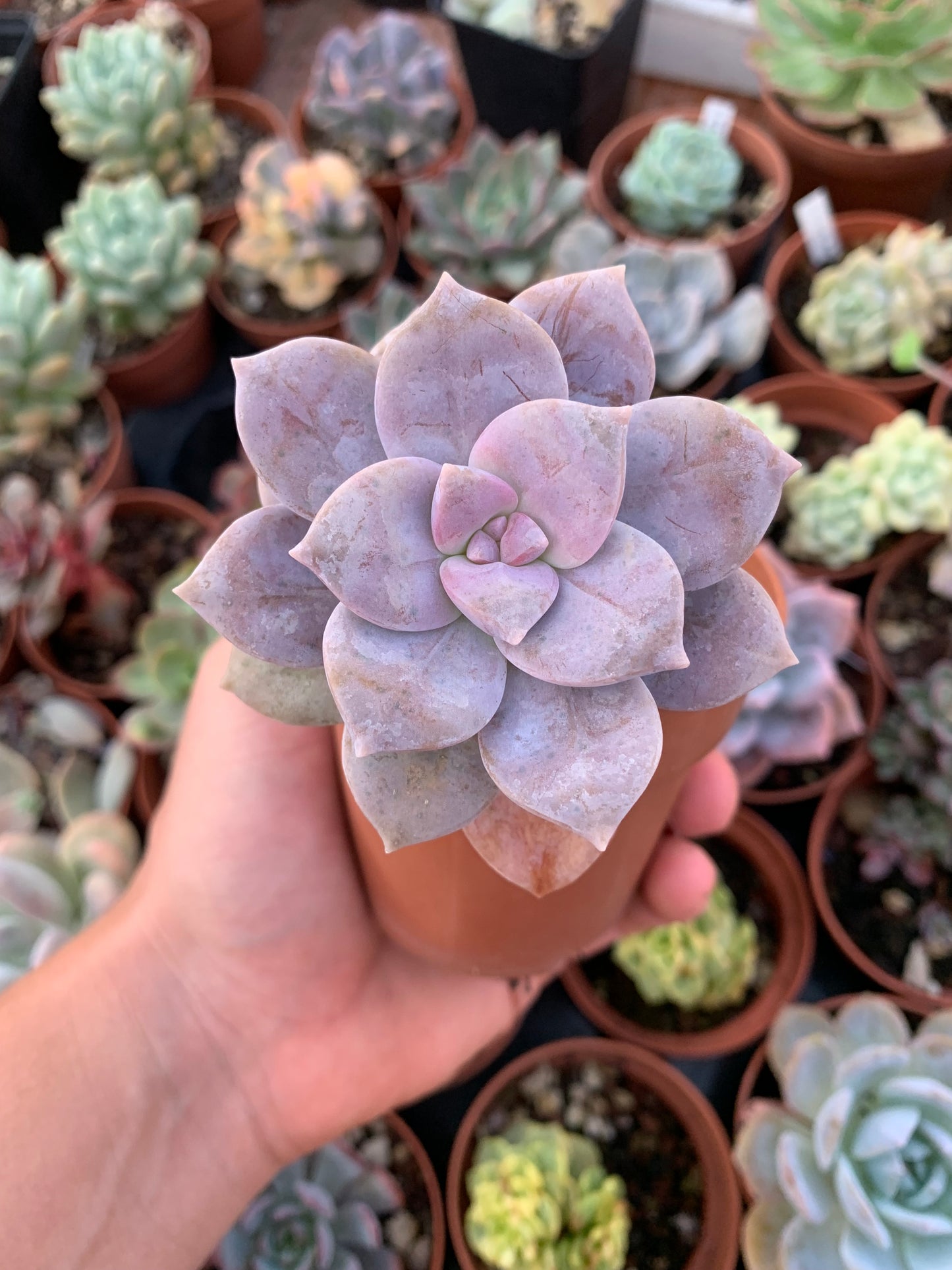 Graptopetalum "Superbum"