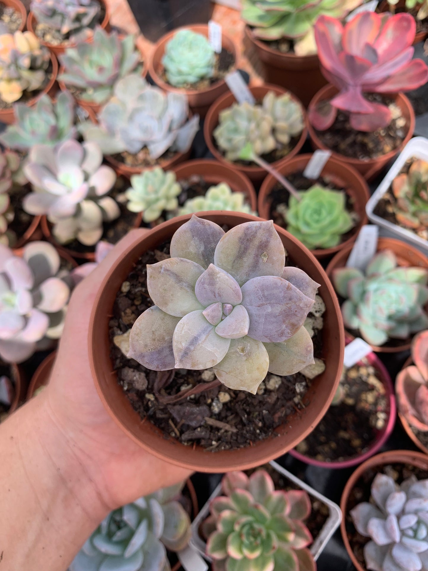 Graptopetalum ''superbum'' variegado korea