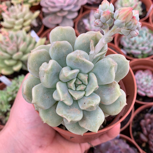 Echeveria „Windbeutel“ Koreanisch