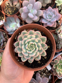 Echeveria "White Minima" variegada