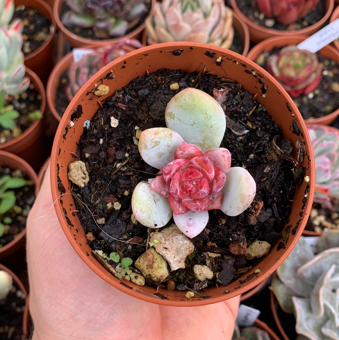 Echeveria  "chang e"